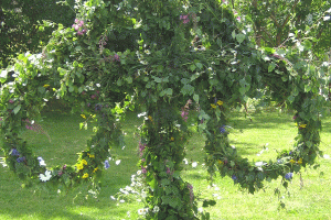 The traditional pole