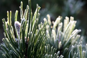 My new camera is great