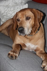 A dog where he (usually) is not allowed