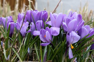 Spring is the best time to have a garden