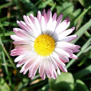 Is this a Tusensköna?