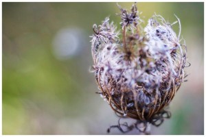 What used to be a flower