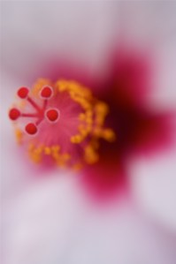 Hibiscus I