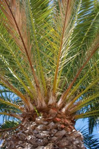 Palm tree