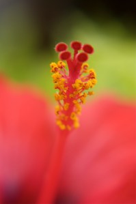 Hibiscus II