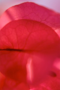 Petal