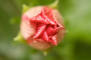 Rose?