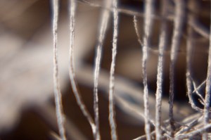 Close-up o palm tree stem