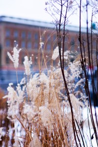 Nature also available in Stockholm