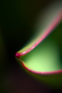 Same tulip different angle