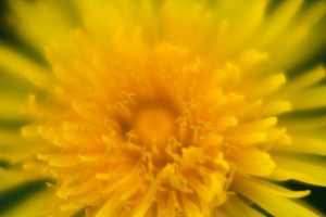 Dandelion