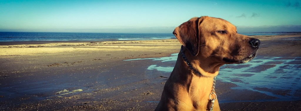 Up like the sun, down like a pancake 