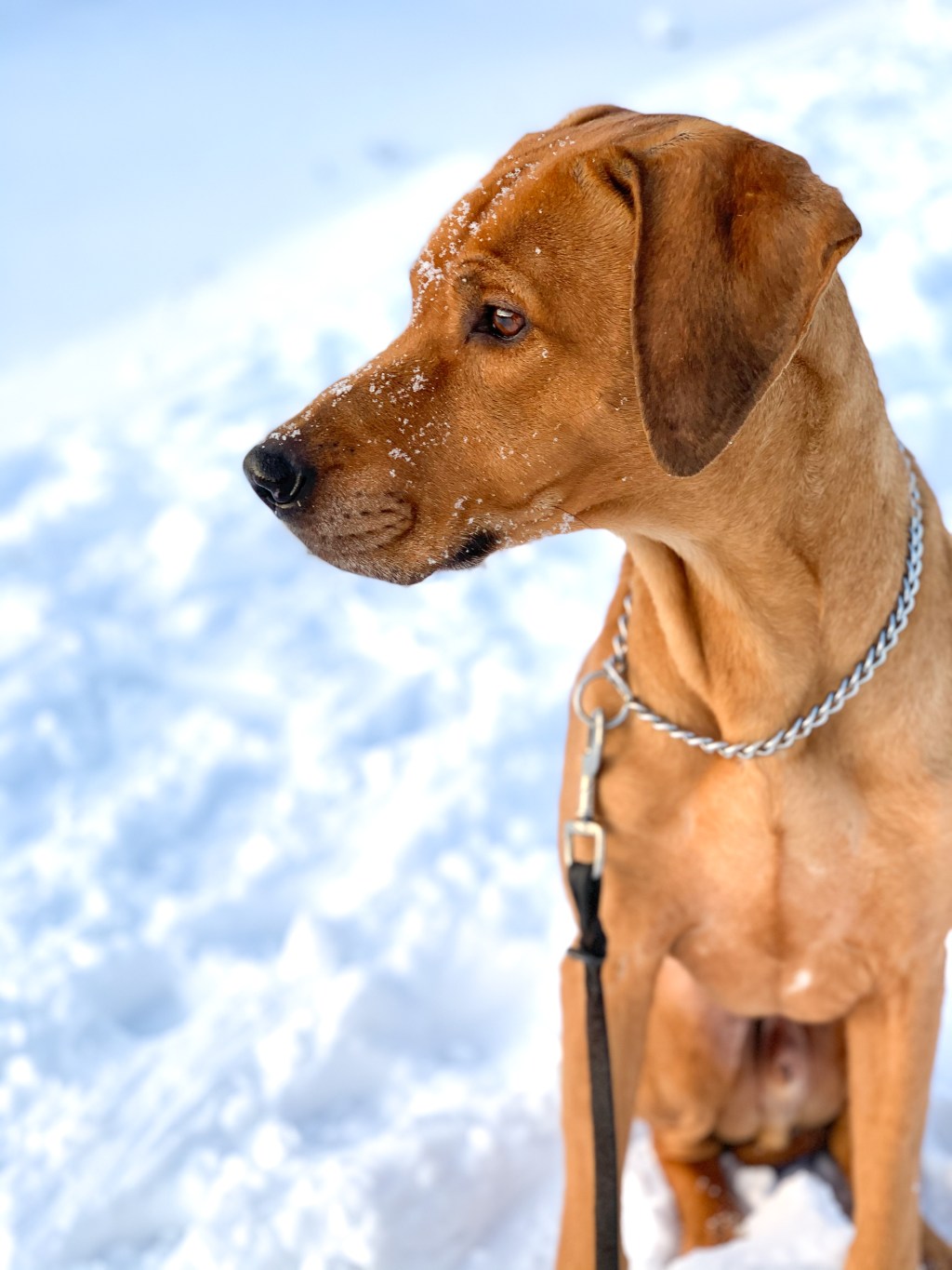 It’s a dog’s&nbsp;life