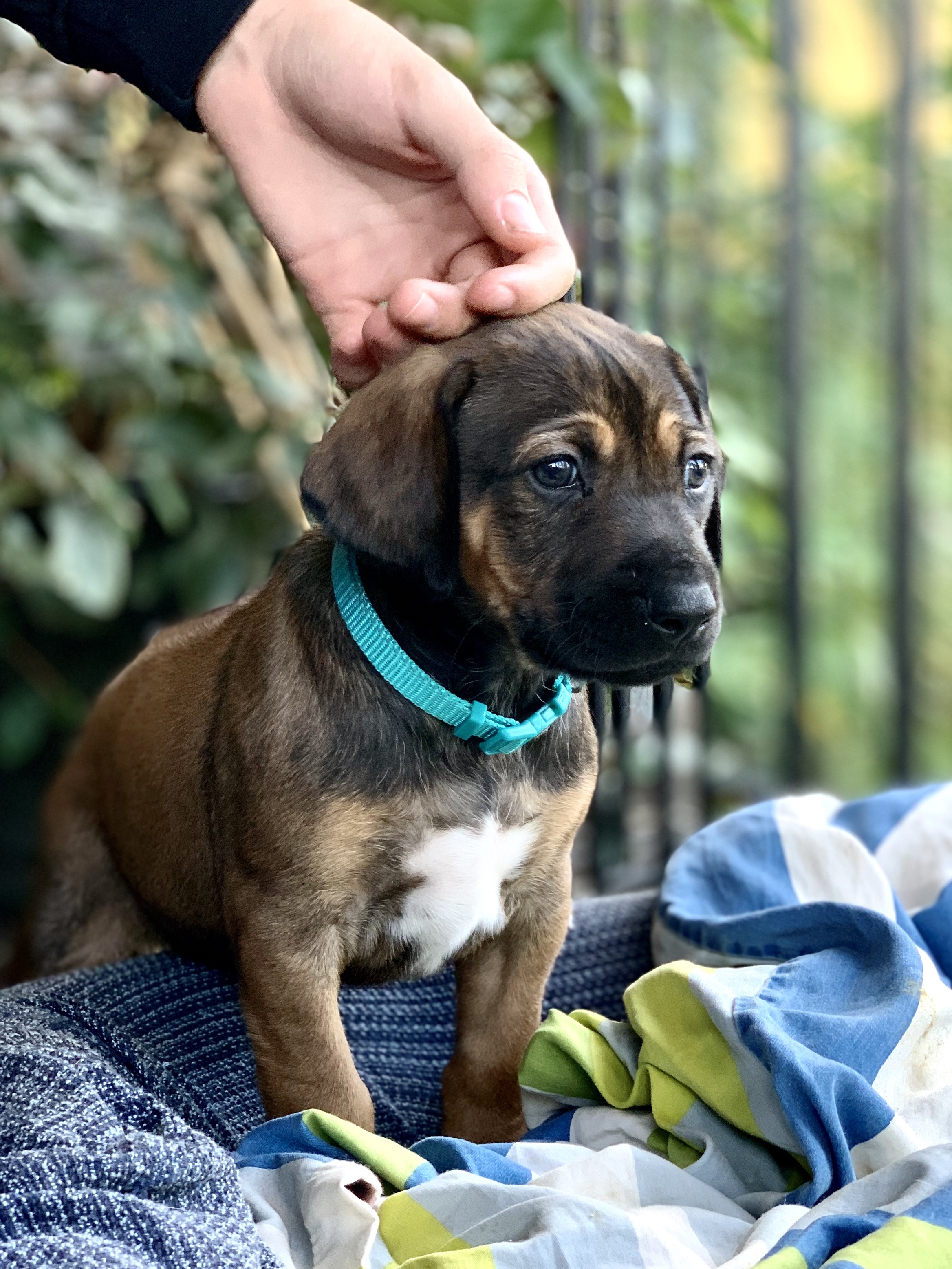 4.5 weeks