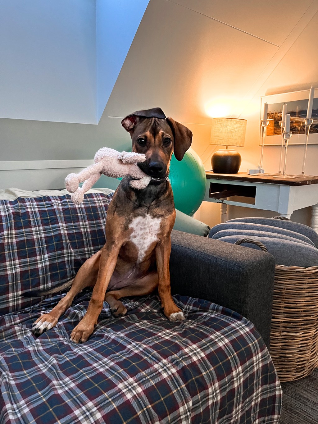 Love them so&nbsp;much