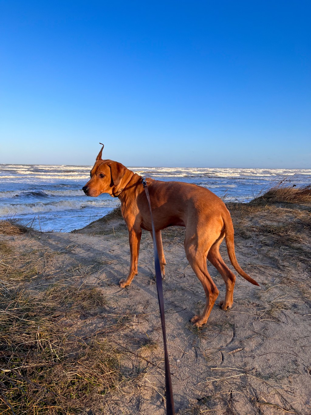Malik hitting Båstad